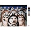 Malowanie po numerach - Stado Husky