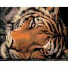 Malowanie po numerach - Spojrzenie tygrysa