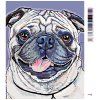 Malowanie po numerach - Mops (Wariant płótno bez ramy, Rozmiar 40x50 cm)