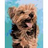 Malowanie po numerach - Wesoły Yorkshire terrier