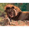 Malowanie po numerach - Lew i lwica