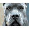 Malowanie po numerach - Cane Corso (Wariant płótno bez ramy, Rozmiar 40x50 cm)