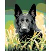 Malowanie po numerach - Owczarek niemiecki w trawie