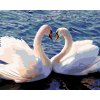 Malowanie po numerach - Łabedzie na jeziorze