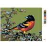 Malowanie po numerach - Ptak kardynał