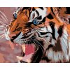Malowanie po numerach - Malowanie po numerach -Niebieskooki tygrys