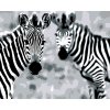 Malowanie po numerach - Zebry