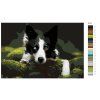 Malowanie po numerach - Border collie w lesie