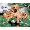 Malowanie po numerach - GOLDEN RETRIEVER I SZCZENIĘTA (HOWARD ROBINSON)