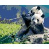 Malowanie po numerach - PANDA I BAMBUS