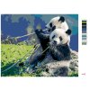 Malowanie po numerach - PANDA I BAMBUS