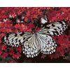 Malowanie po numerach - BIAŁY MOTYL I CZERWONE KWIATY