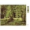 Malowanie po numerach - LAS (IVAN SHISHKIN) (Wariant płótno bez ramy, Rozmiar 40x50 cm)