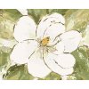 Malowanie po numerach - BIAŁA MAGNOLIA (HALEY BUSH)