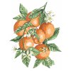Malowanie po numerach - POMARAŃCZE NA GAŁĘZI (ALEXANDRIA GILBERT)