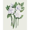 Malowanie po numerach - BIAŁA GARDENIA (ALEXANDRIA GILBERT)