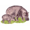 Malowanie po numerach - HIPOPOTAM I JEGO MŁODE