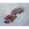 Malowanie po numerach - ALIGATOR PŁYWAJĄCY W WODZIE (D. RUSTY RUST)