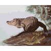 Malowanie po numerach - ALIGATOR NA BRZEGU (D. RUSTY RUST)