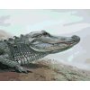 Malowanie po numerach - ALIGATOR NAD WODĄ (D. RUSTY RUST)