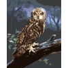 Malowanie po numerach - SOWA NA PNIU NOCĄ (D. RUSTY RUST)