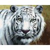 Malowanie po numerach - SPOJRZENIE BIAŁEGO TYGRYSA (D. RUSTY RUST)