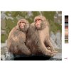 Malowanie po numerach - DWIE MAŁPY W JAPOŃSKIM ZOO