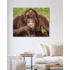 Malowanie po numerach - ŚMIEJĄCY SIĘ ORANGUTAN
