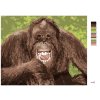 Malowanie po numerach - ŚMIEJĄCY SIĘ ORANGUTAN