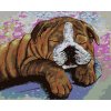 Malowanie po numerach - BULDOG W PRZEBRANIU KROWY