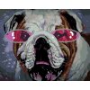 Malowanie po numerach - BULDOG W RÓŻOWYCH OKULARACH