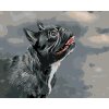 Malowanie po numerach - SPOGLĄDAJĄCY W GÓRĘ BULDOG FRANCUSKI