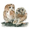 Malowanie po numerach - DWIE SOWY NA BIAŁYM TLE