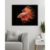 Malowanie po numerach - CZERWONA RYBA