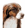 Malowanie po numerach - COCKER SPANIEL (MYROSLAVA VOLOSCHUK)