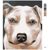 Malowanie po numerach - PIT BULL (MYROSLAVA VOLOSCHUK)