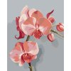 Malowanie po numerach - RÓŻOWA ORCHIDEA (MYROSLAVA VOLOSCHUK)