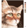 Malowanie po numerach - KOT PRĘGOWANY (MYROSLAVA VOLOSCHUK)