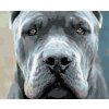 Haft diamentowy - Cane Corso (Wariant płótno bez ramy, Rozmiar 40x50 cm)
