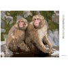 Haft diamentowy - DWIE MAŁPY W JAPOŃSKIM ZOO
