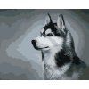Haft diamentowy - HUSKY SYBERYJSKI (Wariant płótno bez ramy, Rozmiar 40x50 cm)