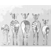 Kropkowanie - Stado zebr
