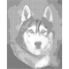 Kropkowanie - HUSKY - PORTRET