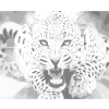 Kropkowanie - Czarno-biały leopard