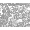 Kropkowanie - DWA JELENIE W LESIE