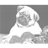 Kropkowanie - Mops i róże