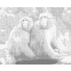 Kropkowanie - DWIE MAŁPY W JAPOŃSKIM ZOO