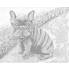 Kropkowanie - BULDOG FRANCUSKI