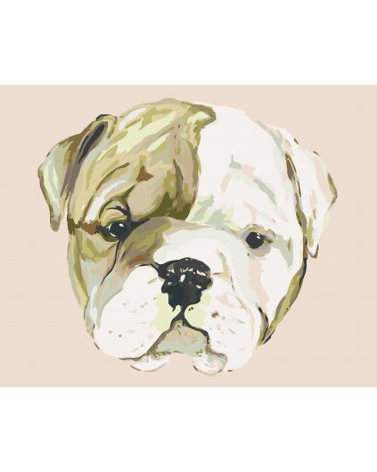 Maľovanie podľa čísel - ŠTENIATKO BULLDOGA (HALEY BUSH)