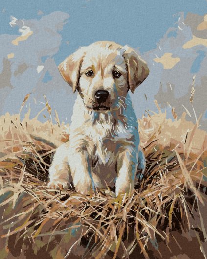 Diamantové maľovanie - ŠTEŇA LABRADORA